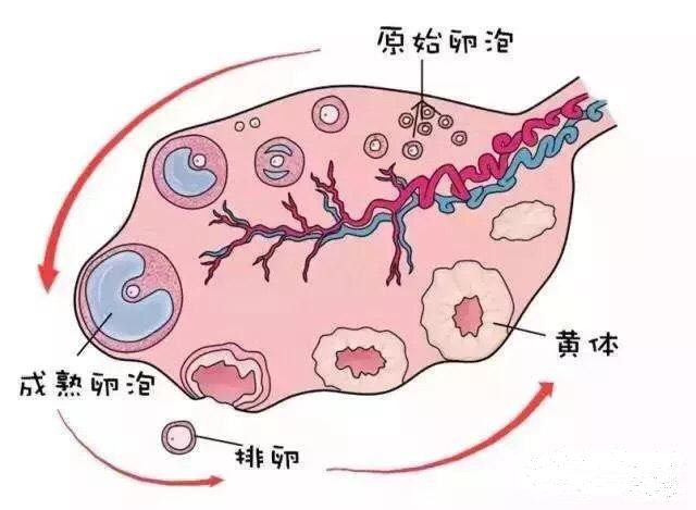 窦卵泡计数_卵泡22x16是优质卵泡吗_卵泡期用洗手液影响卵泡发育吗