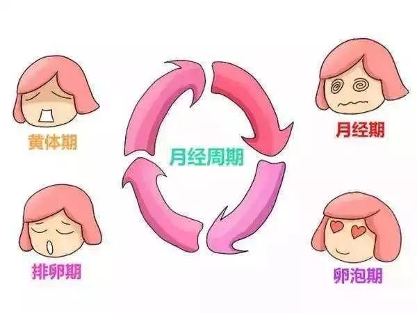 黄体期_卵泡期促黄体生成素高_妊娠黄体和月经黄体