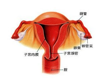 正常子宫宫内膜厚度_子宫没有内膜有月经吗_子宫内膜薄