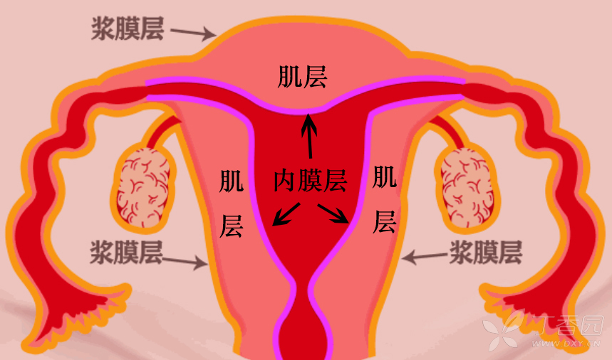 内膜正常子宫会粘连_子宫双层内膜厚度3mm_子宫内膜薄