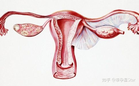 黄体期_卵泡期促黄体生成素_滤泡期排卵期黄体