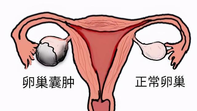 黄体期_卵泡期促黄体生成素_滤泡期排卵期黄体