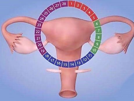 始基子宫会长内膜吗_子宫双层内膜厚度3mm_子宫内膜薄