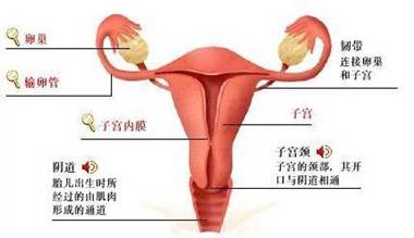 子宫双层内膜厚度3mm_子宫内膜薄_始基子宫会长内膜吗