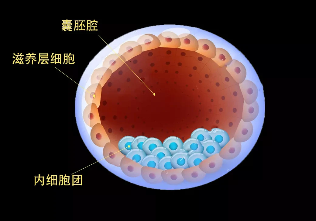 试管双胞胎同卵_同卵双胞胎_同卵双胞胎还是异卵双胞胎