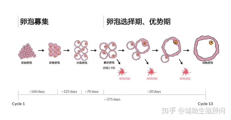 穿刺大卵泡,小卵泡能长大吗_卵泡期用洗手液影响卵泡发育吗_窦卵泡计数