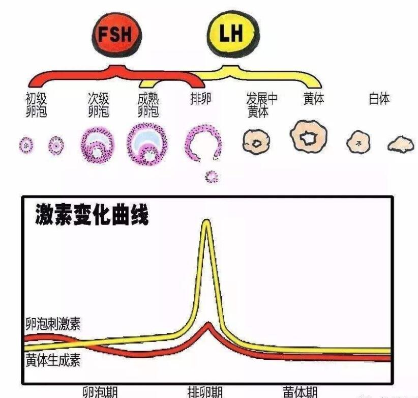 黄体期_滤泡期短的话黄体期会延长吗_促黄体生成素卵泡期