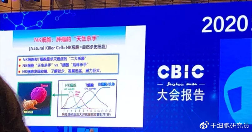 nk细胞