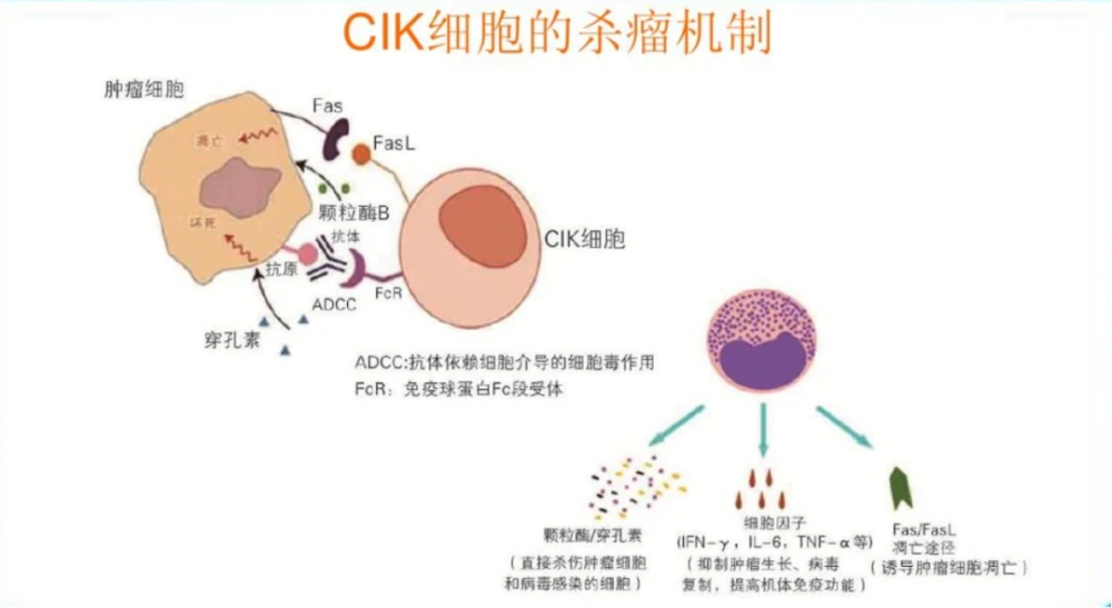 nk细胞_nk t细胞淋巴瘤_nk细胞大小