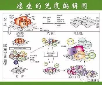 nk细胞活性检测_nk细胞_nk细胞治疗