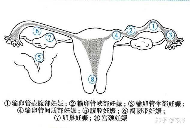 hcg值和孕酮值怎么看_hcg正常值_hcg值是βhcg值的4倍吗