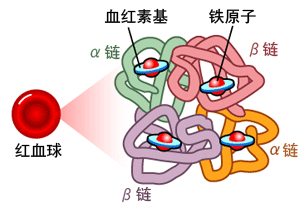 细胞核是遗传信息库,是细胞_成熟细胞比幼嫩细胞对生长素更敏感_红细胞