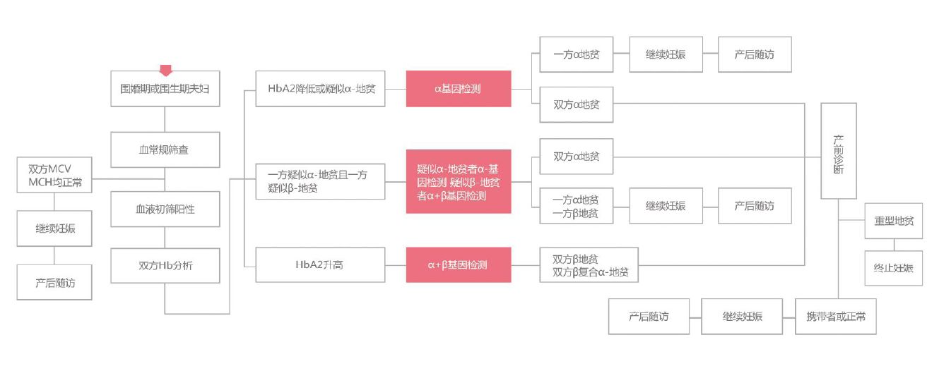 地中海贫血