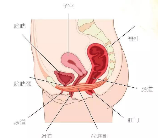 医院盆底肌修复怎么做_盆底肌修复_盆底肌康复