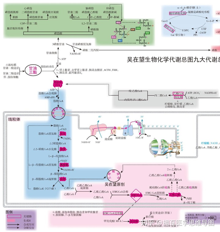 hcg正常值_hcg和βhcg哪个值大_正常人的hcg值是多少