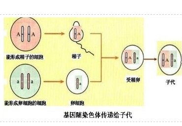 同卵异卵双胞胎_异卵双胞胎_同卵双胞胎