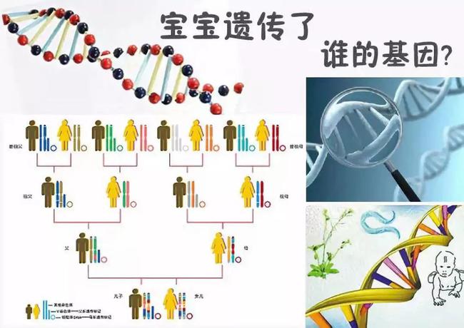 异卵双胞胎_同卵双胞胎_同卵异卵双胞胎