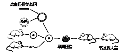 同卵双胞胎_同卵异卵双胞胎_异卵双胞胎
