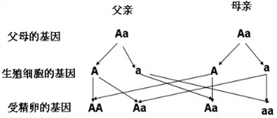 同卵双胞胎_同卵异卵双胞胎_异卵双胞胎