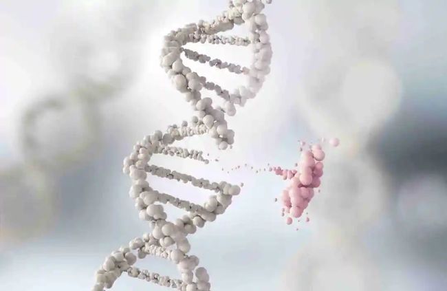 同卵与异卵双胞胎_双胞胎同卵异卵_同卵双胞胎