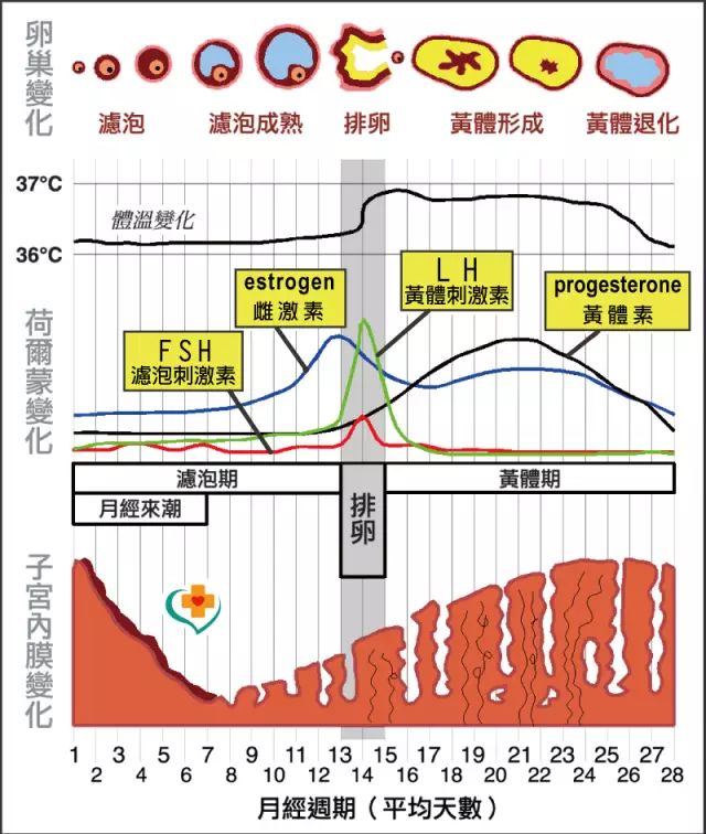 【黄体期】什么是黄体期(图1) 滤泡期短的话黄体期会延长吗_黄体期_卵泡期促黄体生成素高