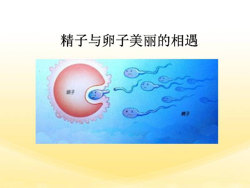 同卵异卵双胞胎_同卵双胞胎_同卵双胞胎和异卵双胞胎