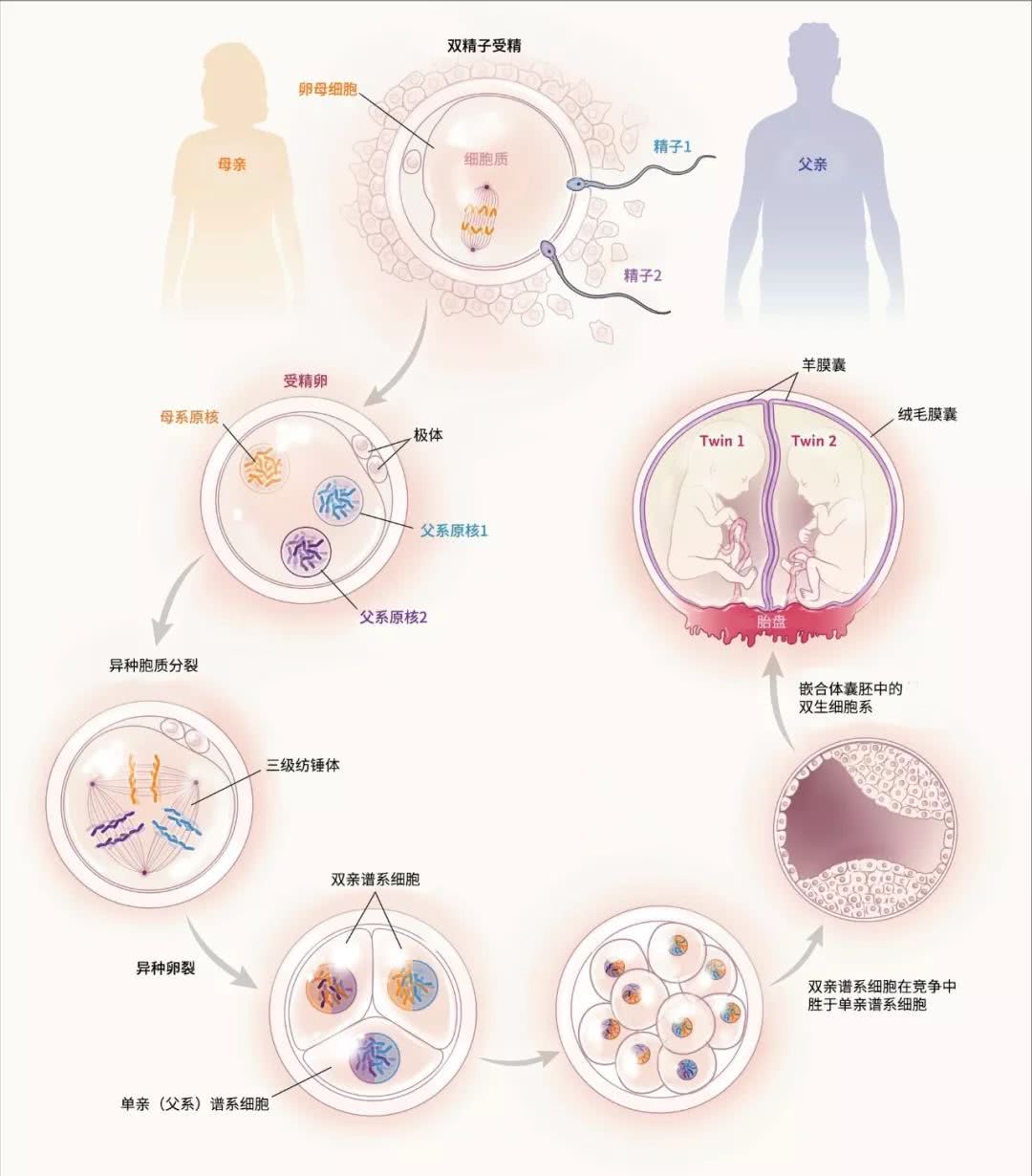 同卵异卵双胞胎_同卵双胞胎和异卵双胞胎_同卵双胞胎