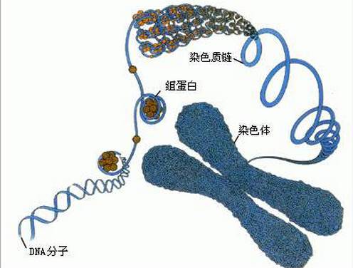 男性特纳氏综合症_特纳氏综合症怀孕了_特纳氏综合症