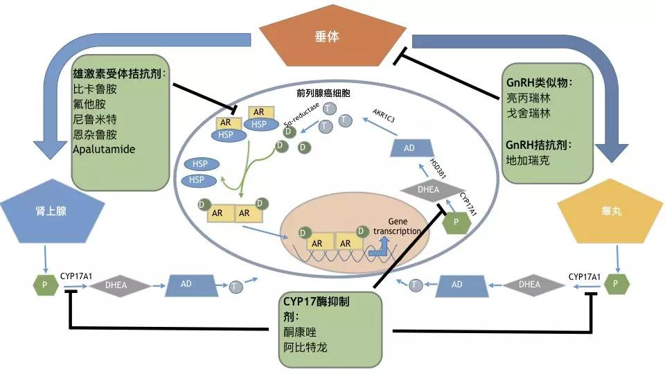 黄体素_黄体铜_黄体不足