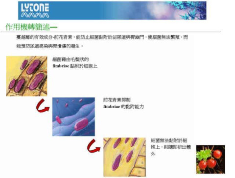 窦卵泡计数