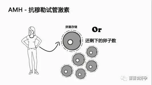 窦卵泡计数