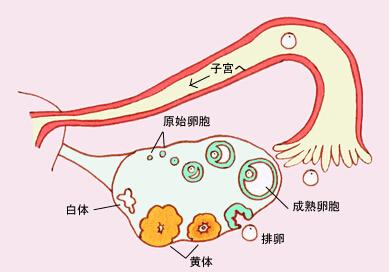 卵泡与卵泡囊肿_有卵泡不排卵泡会变成什么_窦卵泡计数