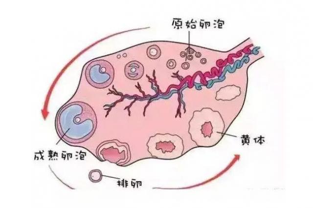 有卵泡不排卵泡会变成什么_窦卵泡计数_卵泡与卵泡囊肿