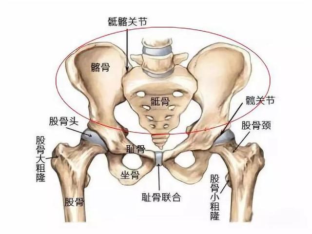 盆底肌修复