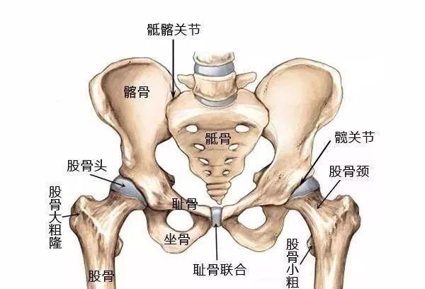 盆底肌修复