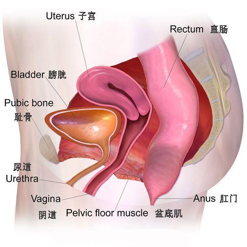 盆底肌修复