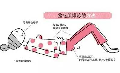 女性骨盆附盆底肌和神经模型_盆底肌康复训练_盆底肌修复