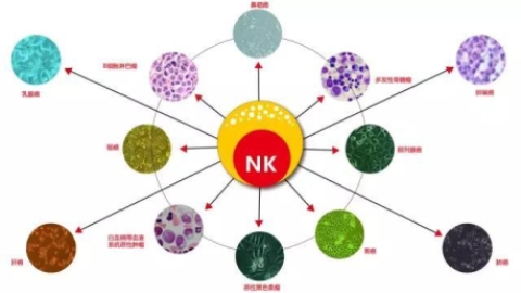 关于NK细胞，你需要知道什么？