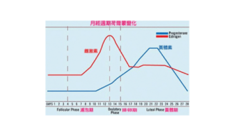 什么是卵泡期黄体期