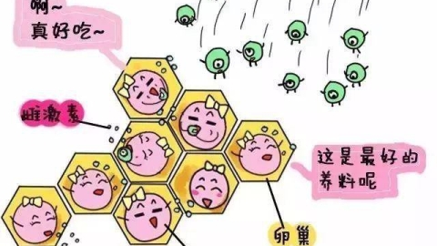 雌激素低怎么补救？