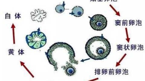 卵泡期和黄体期是什么意思