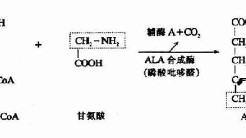 第三节　红细胞的代谢