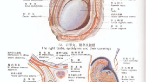 > 睾丸扭转