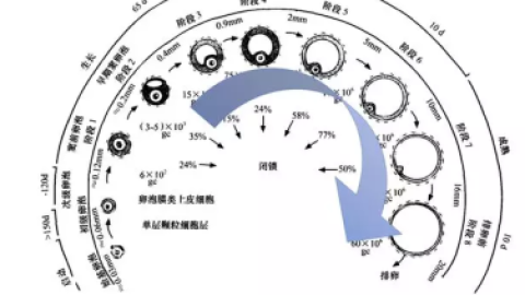 窦卵泡计数（AFC）是什么检查？你想知道的都在这里了。 (转载)