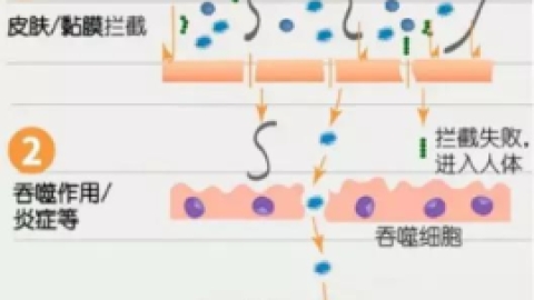 NK细胞:我是如何成为抗癌第一道防线的
