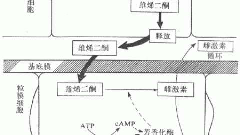 女性生殖、月经、排卵、激素调节、卵巢、妊娠、卵泡期、黄体期
