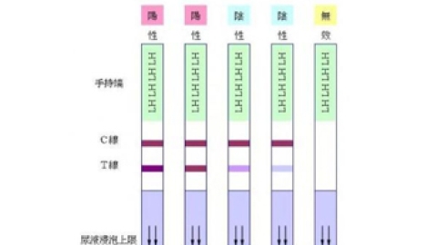 排卵试纸强阳卵泡1.0