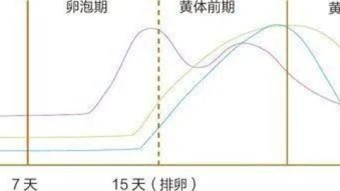 什么是黄体期