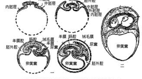 多胎妊娠（multiple pregnancy）(1)