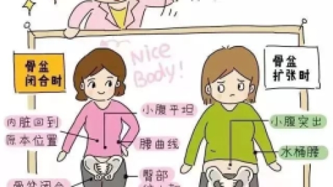 骨盆修复、盆底肌修复——图解+详解都在这里